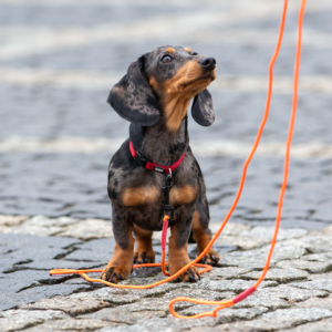 Przedszkole Mistrzów