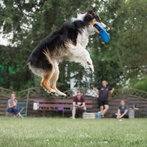 Dzień Treningowy Dogfrisbee