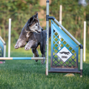 Agility - poziom podstawowy