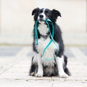 Sztuczki - konsultacje