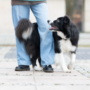 Warsztaty sztuczkowe