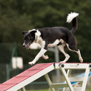 Agility Technika