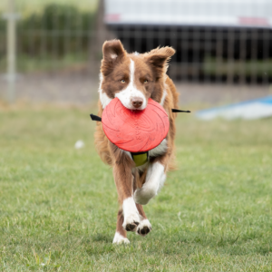 Dzień otwarty dogfrisbee